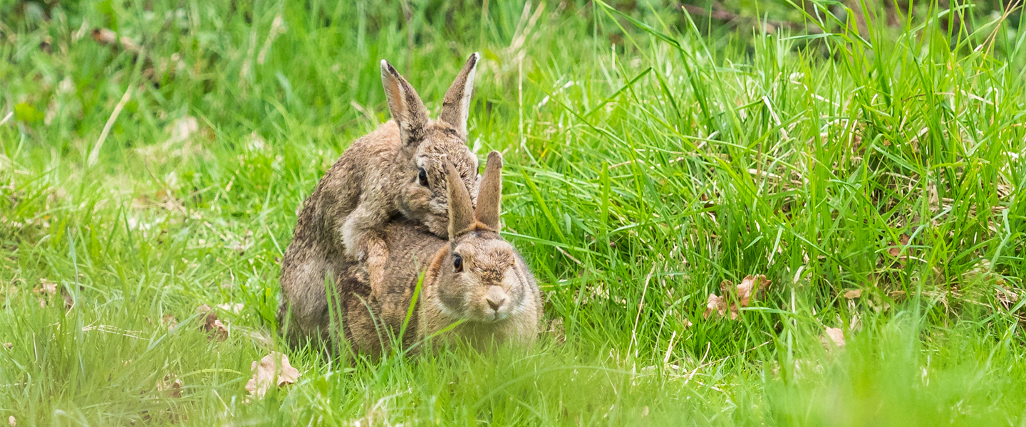 billie christensen recommends fucking like rabbits pic