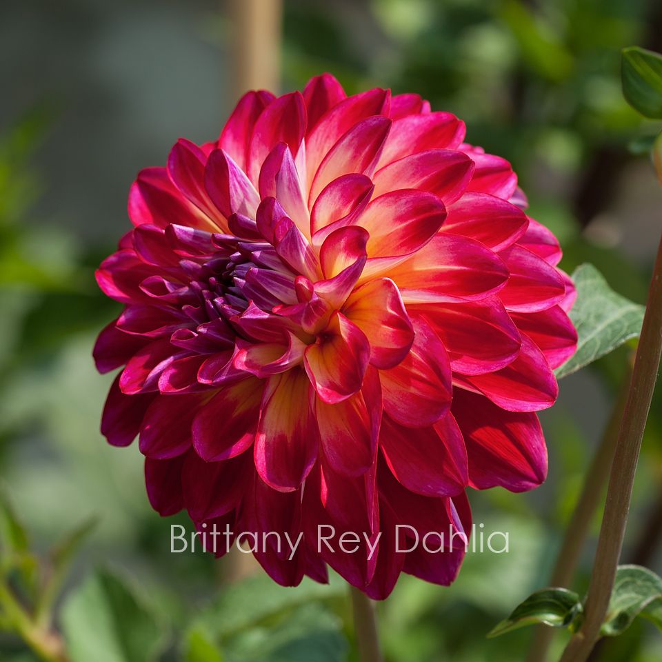 abdelrahman mohamad recommends Dahlia Brittany Rey