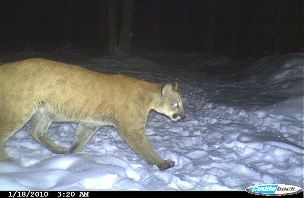 andrew couillard recommends freaky cougars pic